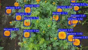 Cómo los drones pueden anticipar cosechas: investigación chilena entrena IA para detectar flores de caléndula desde el aire